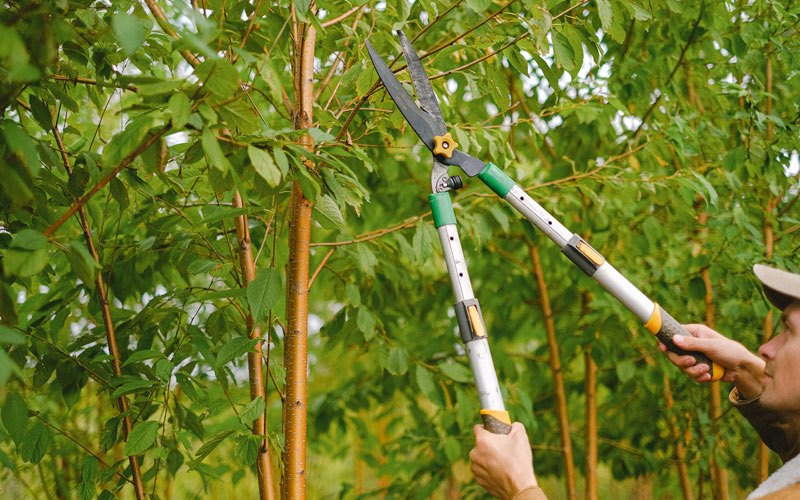 Tree trimming in Appling, GA